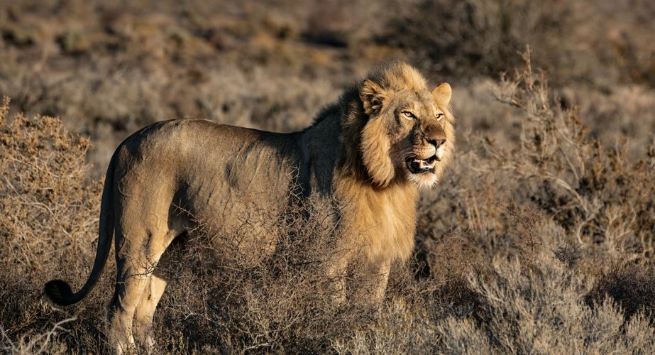 Kruger NP leeuw Zuid Afrika groepsrondreis 1